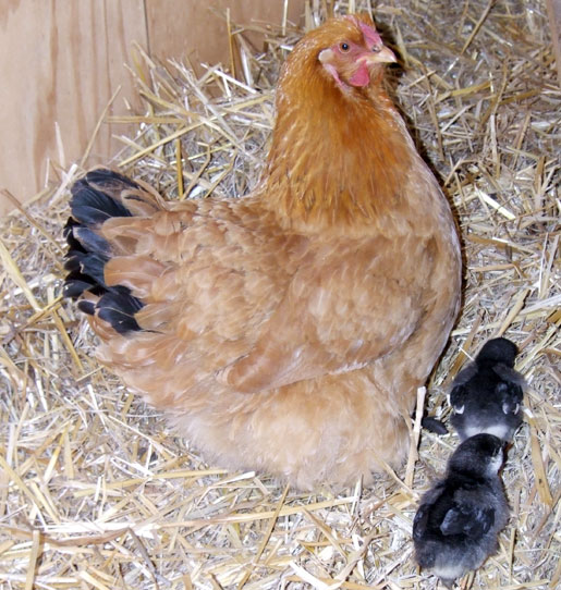 baby chickens