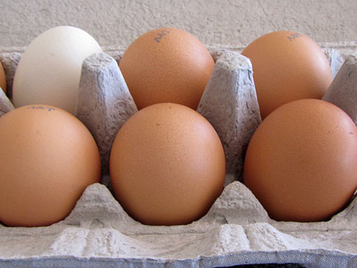 free range eggs