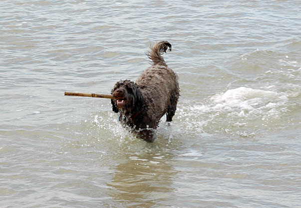 Charlie With His Stick