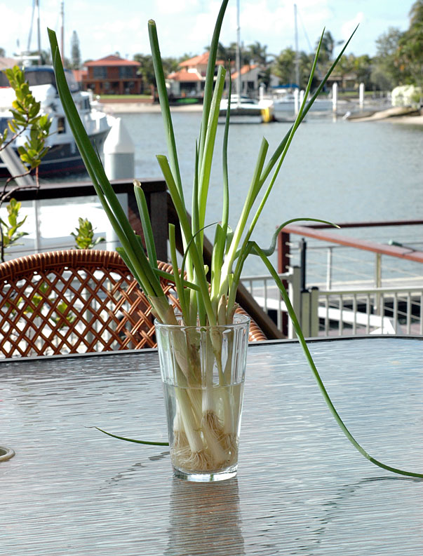 Keeping Spring Onions