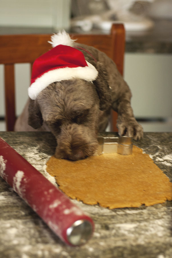 testing the batter for dog biscuits