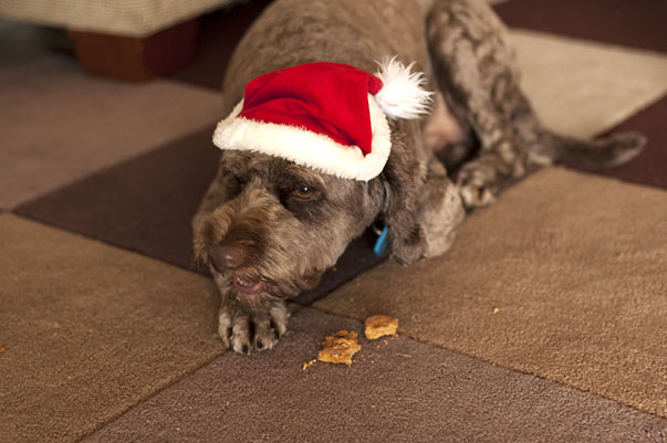 ing homemade dog biscuits