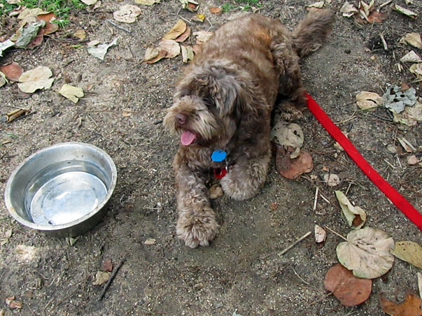 Charlie at the Park