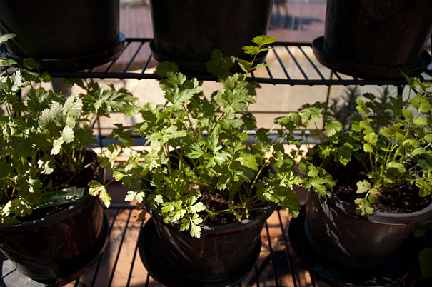 coriander and parsley