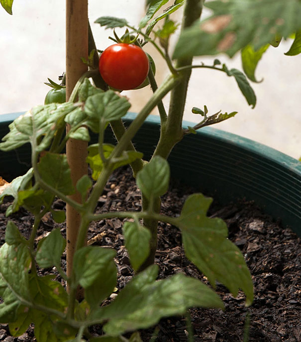 Ripe Cherry Tomato on the Vine