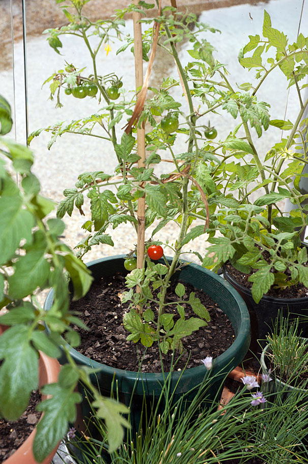 My First Cherry Tomato