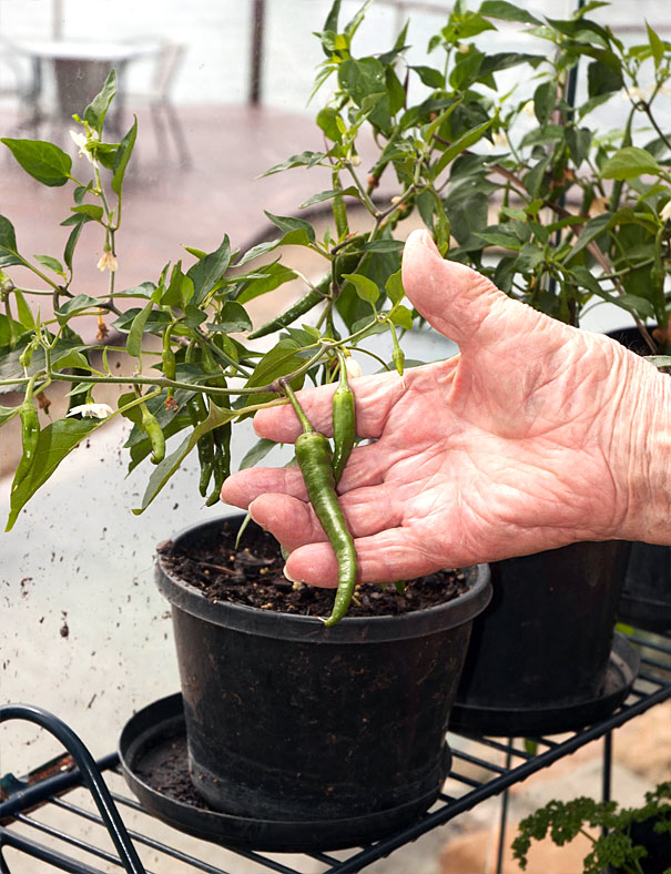 Hot Chillies in the Garden