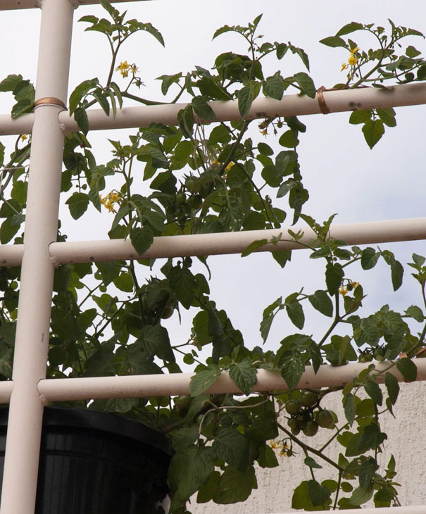 Cherry Tomatoes in a Pot