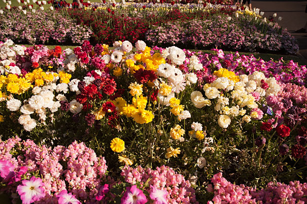 Carnival of Flowers