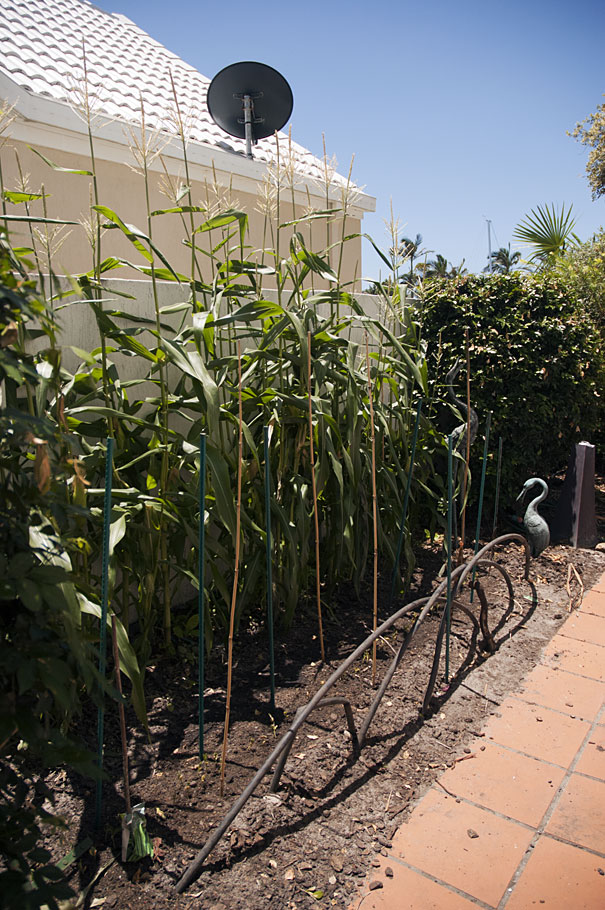 you can grow corn in a small patch