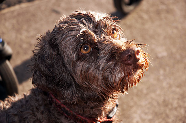 wet dog