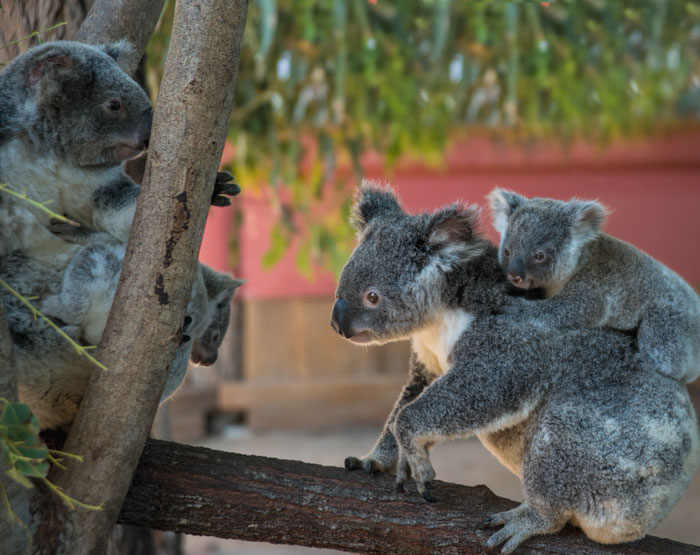 koala family