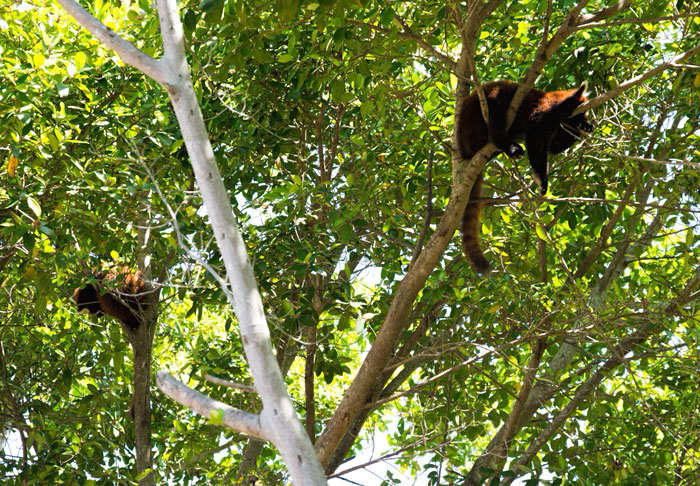 Red Pandas