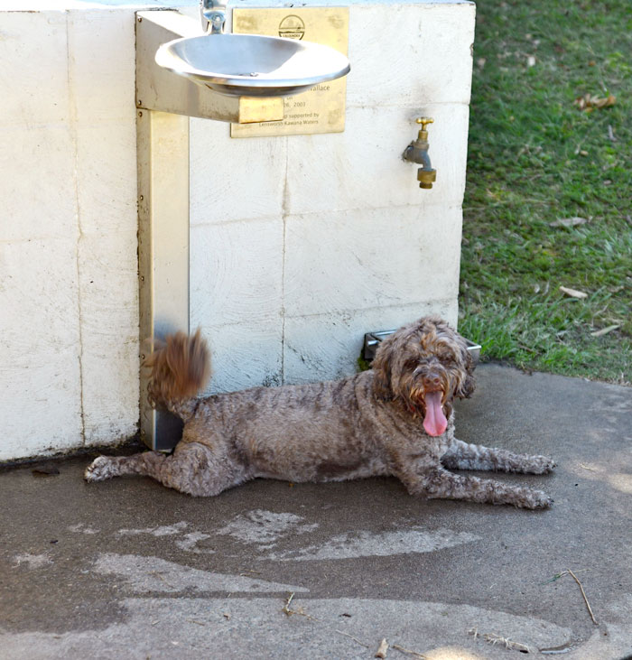 Resting at the dog park