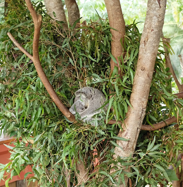 koala baby