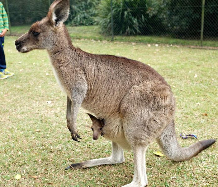 Momma Roo and her little joey