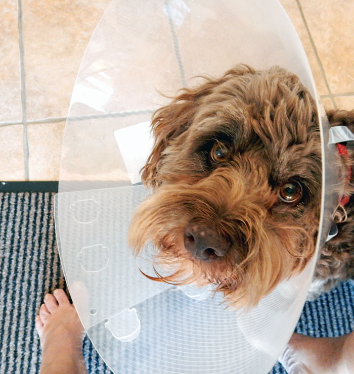 Dog with cone