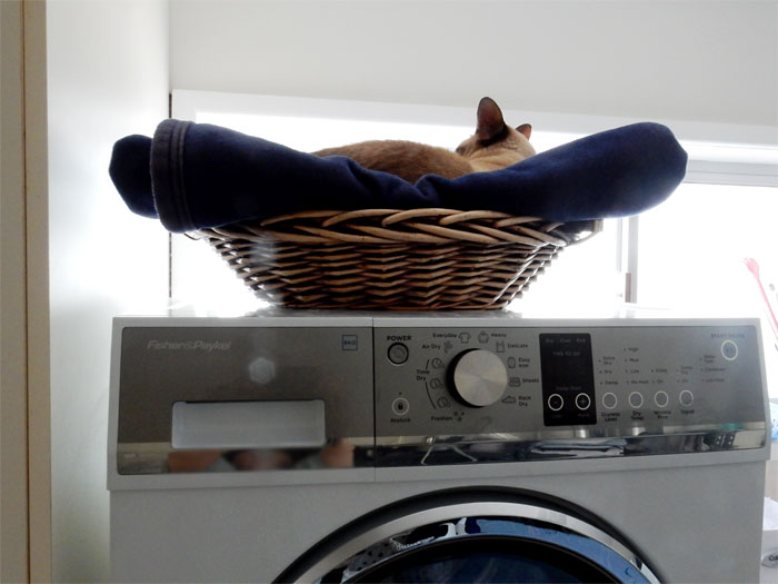 cat on the dryer